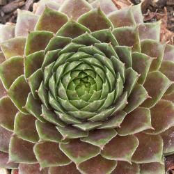 Sempervivum - Dachwurz - Hauswurz